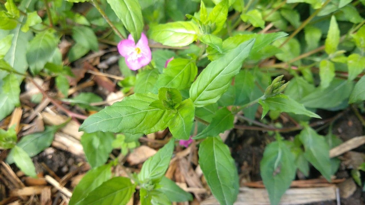 Enagra 9