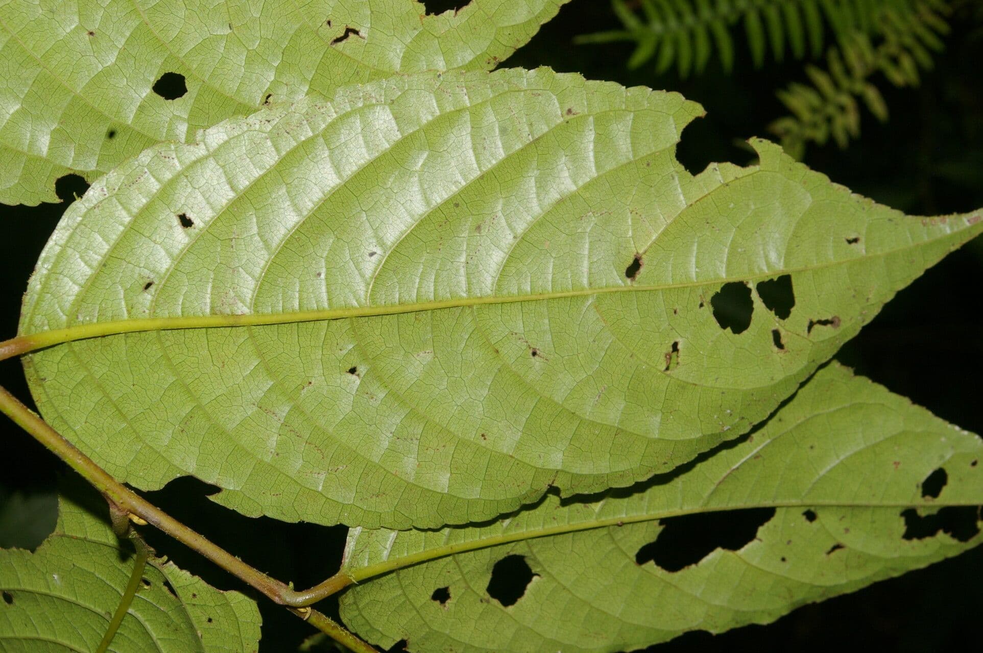 Perrottetia 2