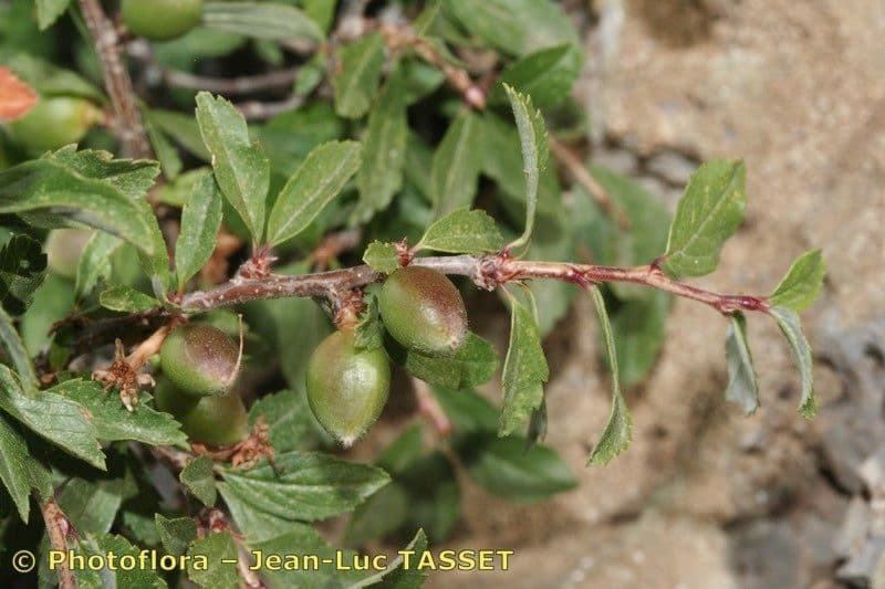 Cerisier 25