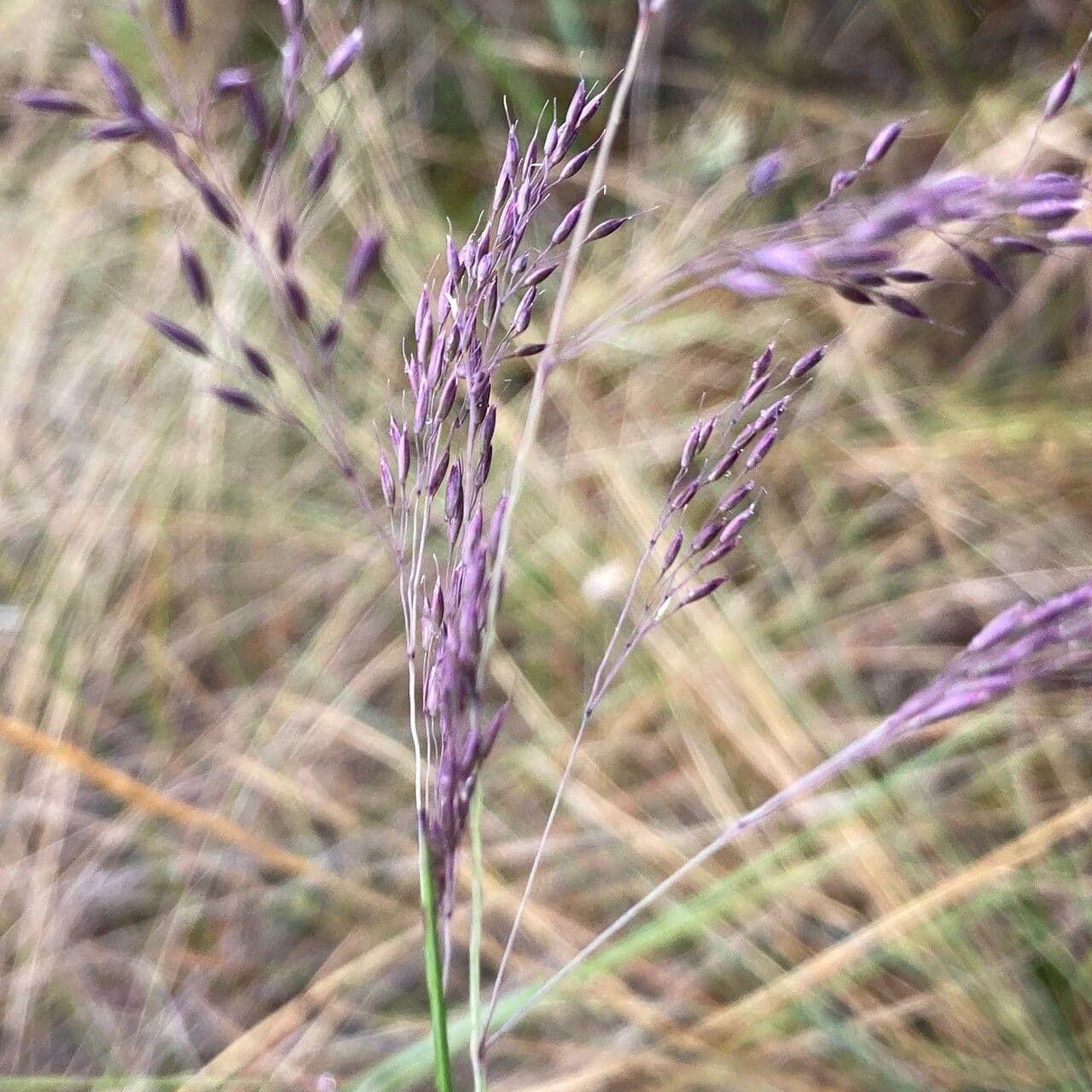 Calamagrostis 5