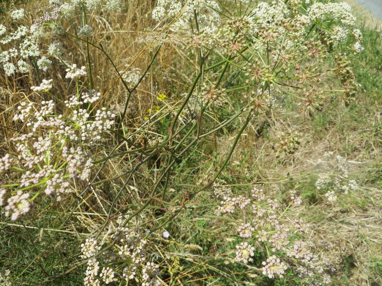 Peucedano gallico 12