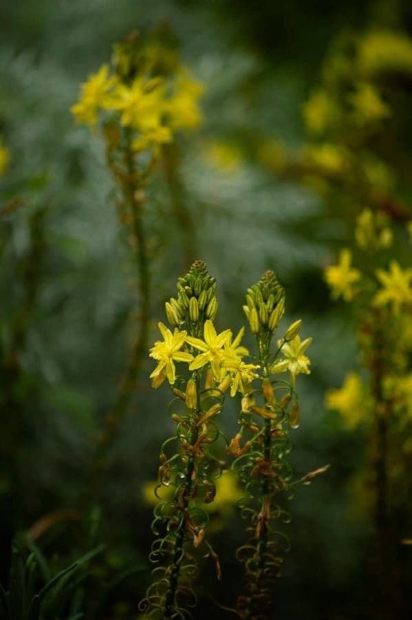 Bulbine bulbosa 5