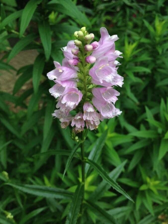 Physostegia virginiana 10