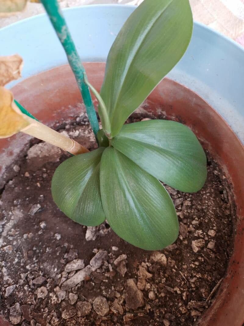 Costus spiralé 17