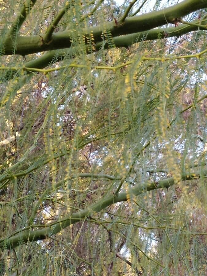 Parkinsonia 16