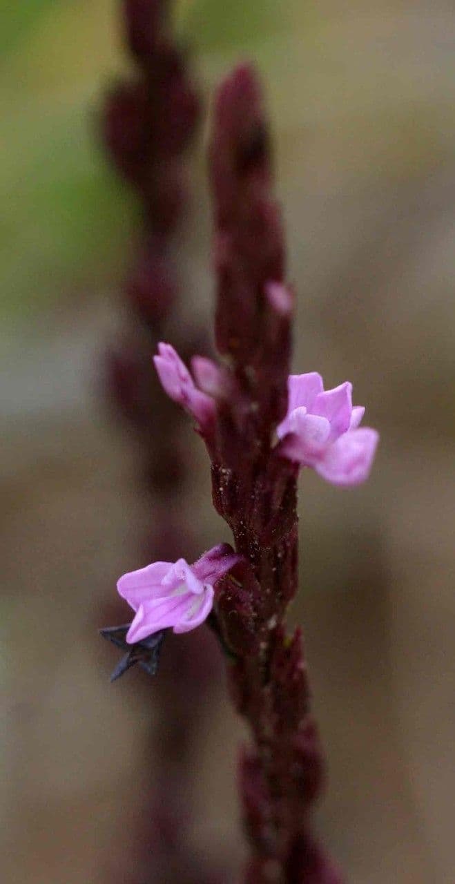 Striga gesnerioides 5