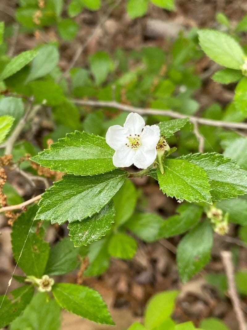 Dwarf hawthorn