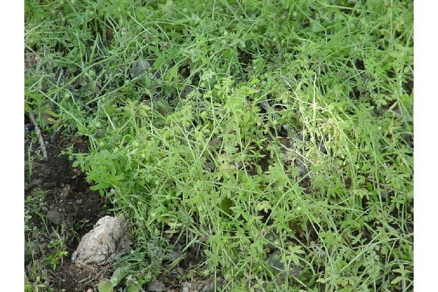 Galium mexicanum 3
