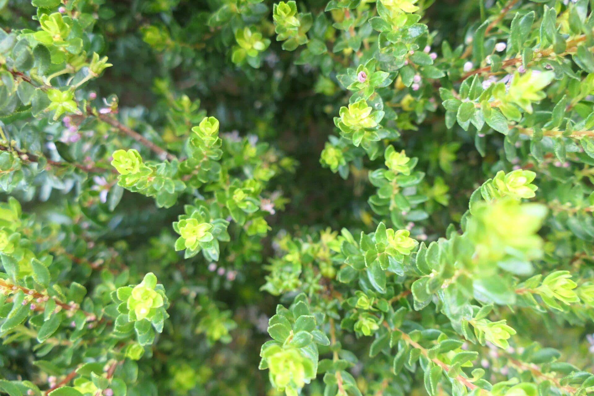 Agathosma 8