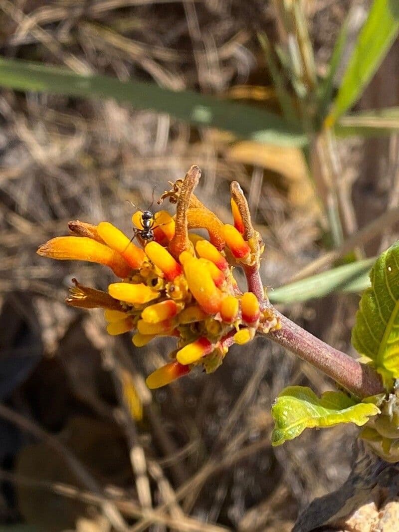 Palicourea rigida 2