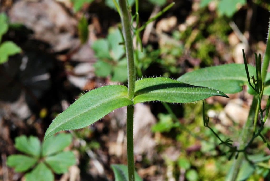 Flox divaricata 20