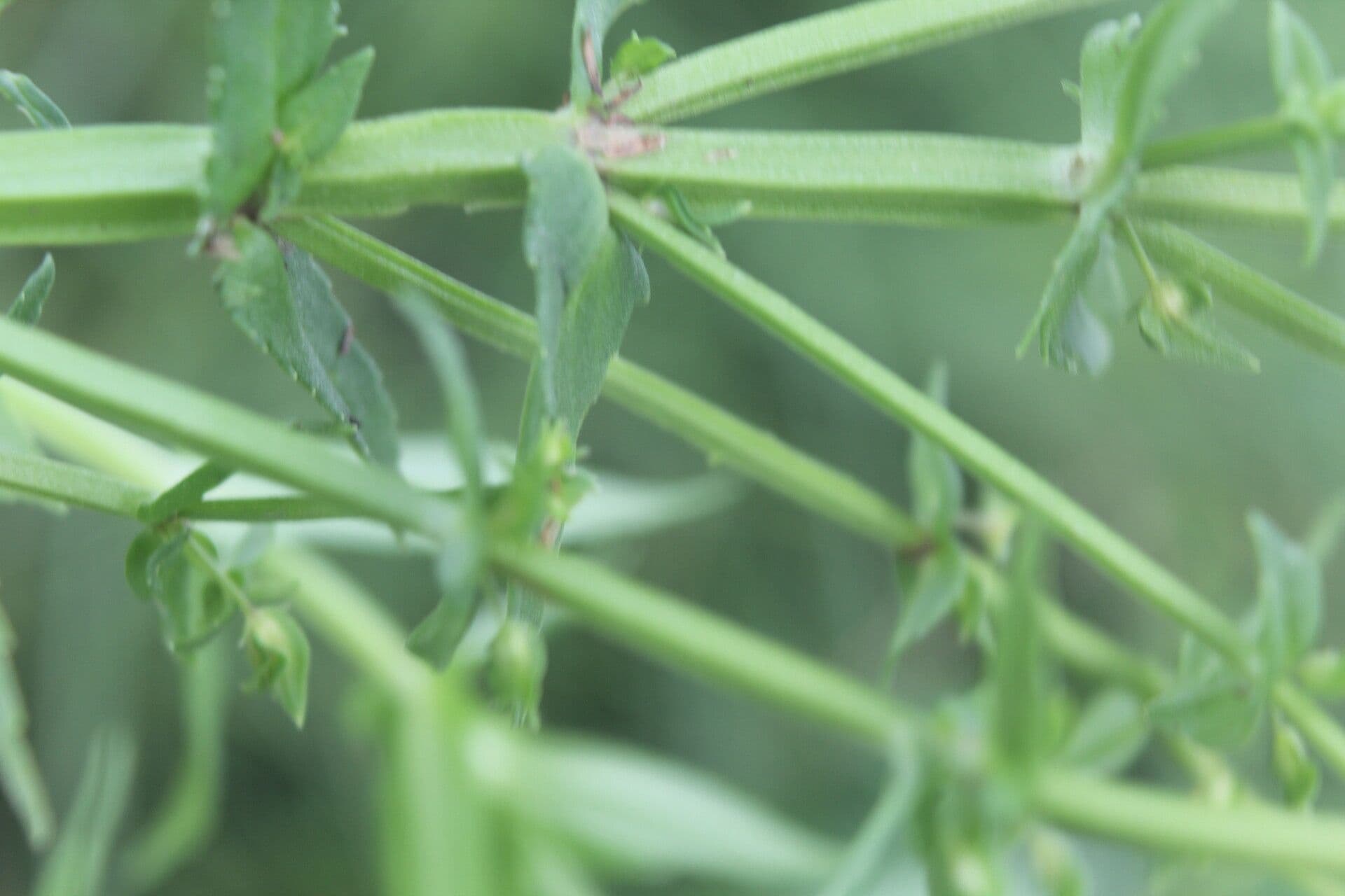 Stemodia durantifolia 2