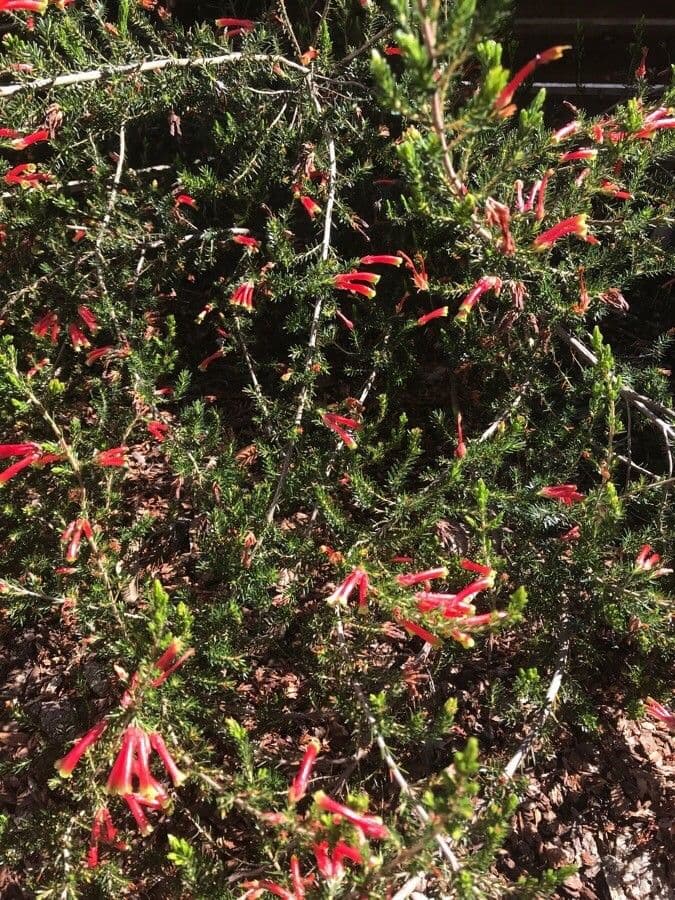 Erica discolor 4