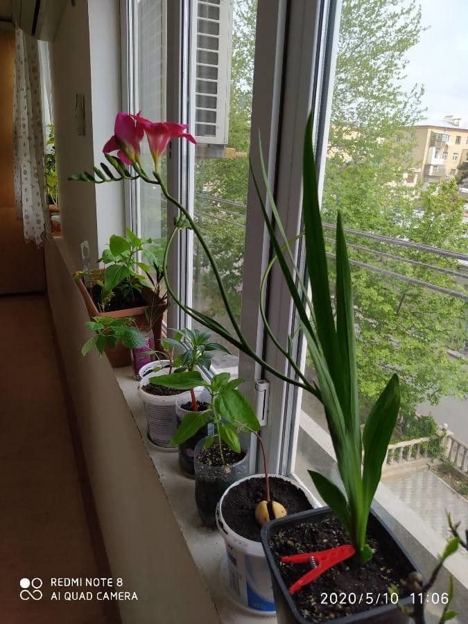 Freesia 8