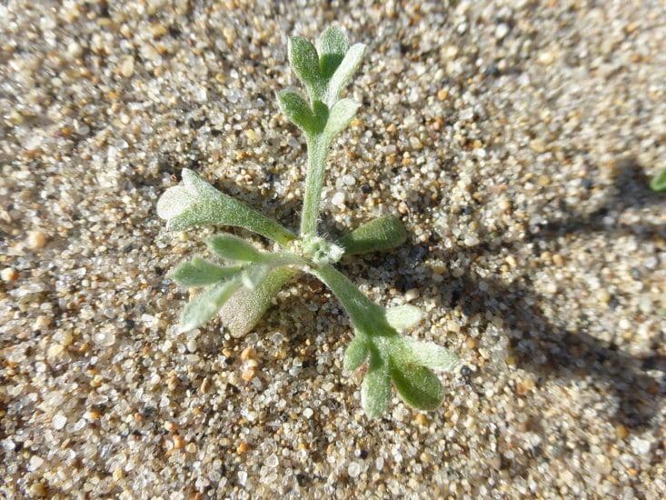 Artemisia pycnocephala 13