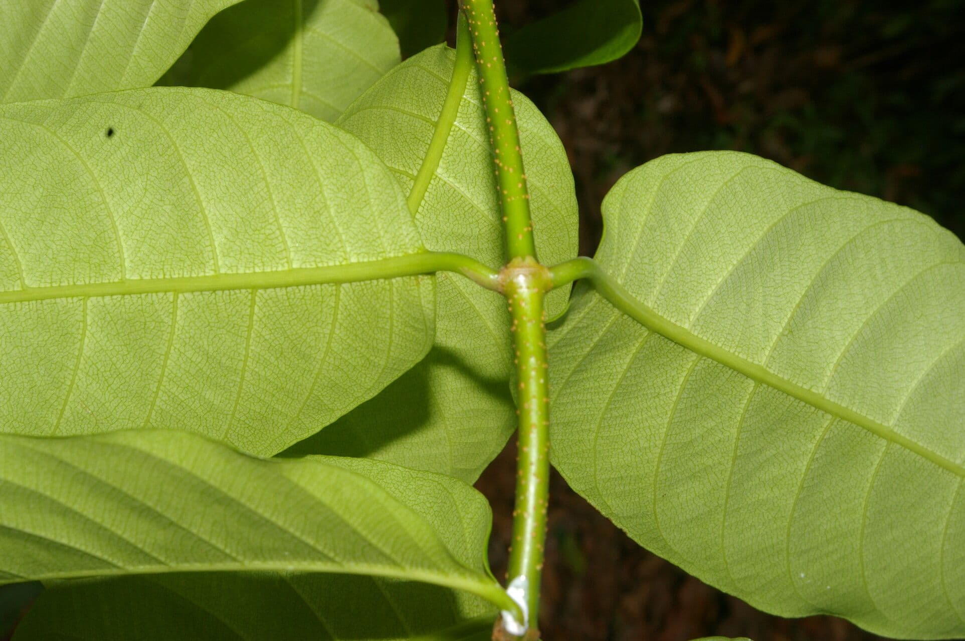 Odontadenia 2