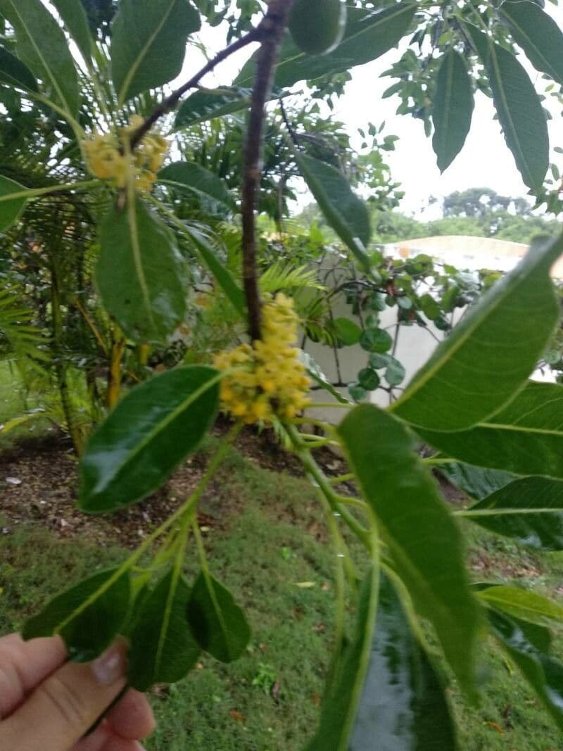 Sideroxylon 4