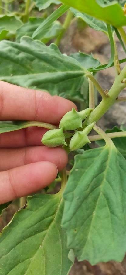 Pedalium murex 2