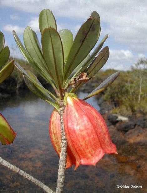 Thiollierea 2