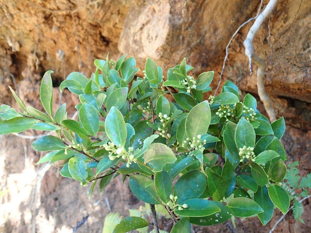 Hunga