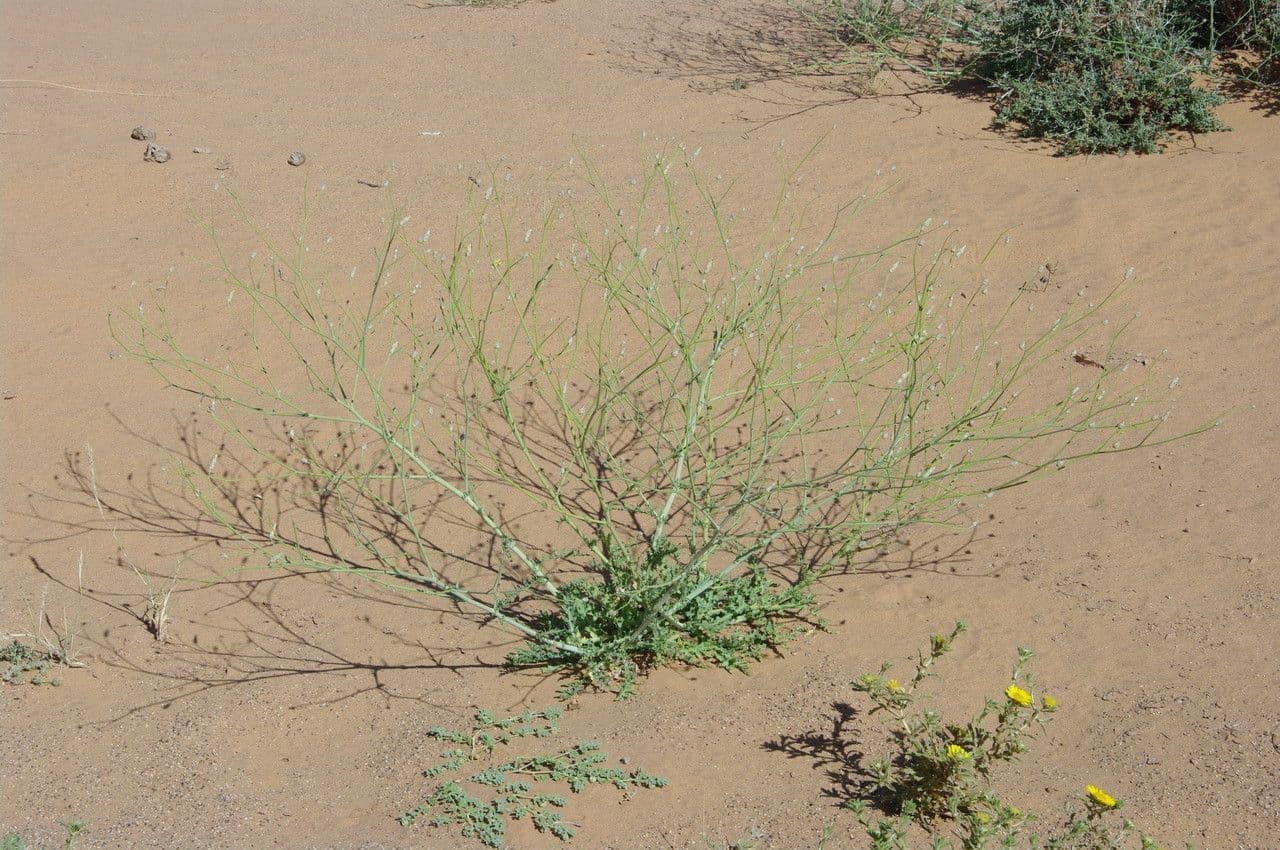 Launea mucronata 10