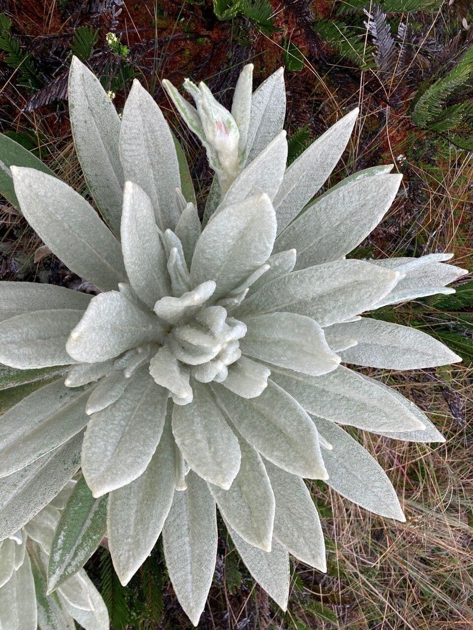 Espeletia 12