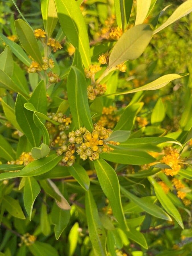 Lorbeerblättrige Tristaniopsis 7