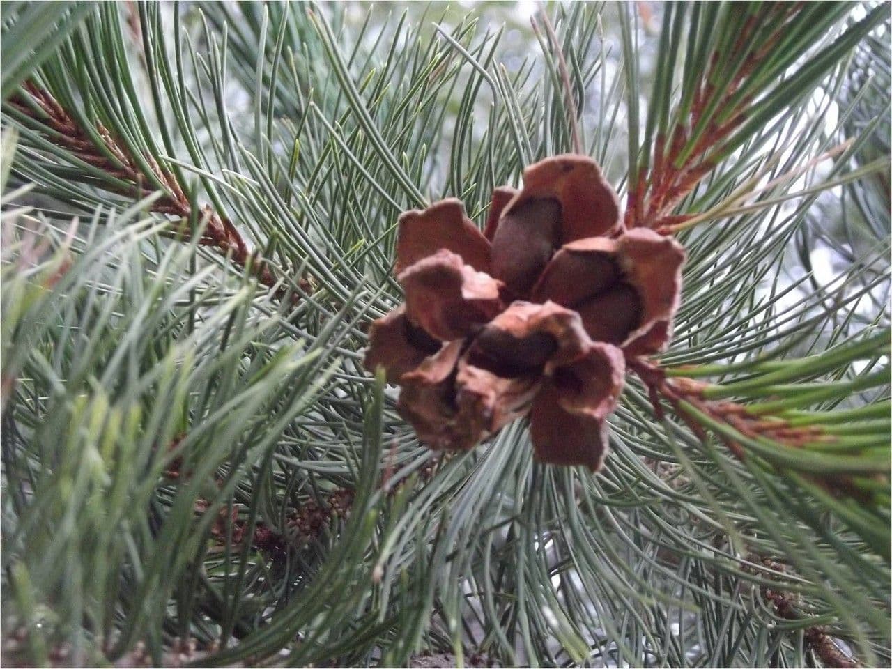 Pinyon pine 9