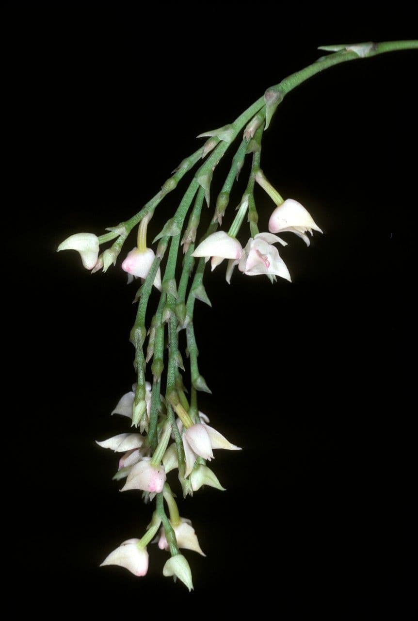 Polystachya 2
