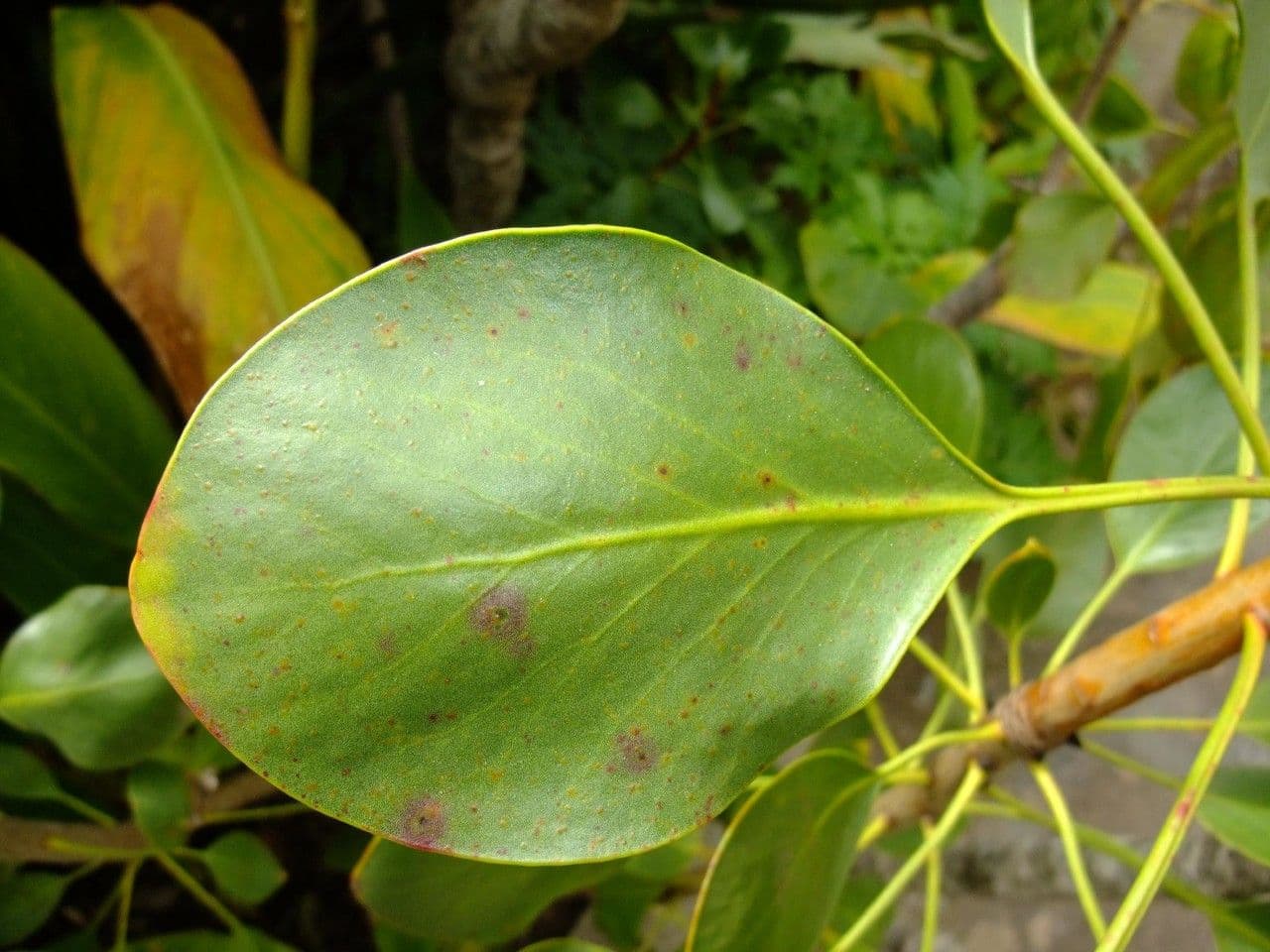 Protea carciofoide 16