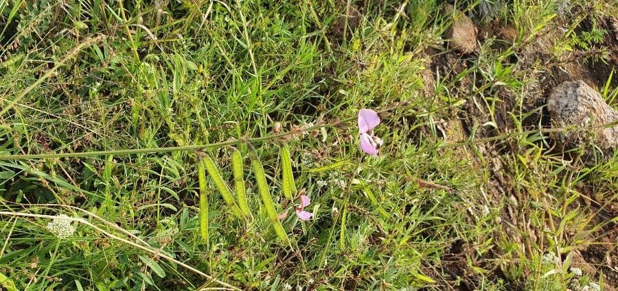 Tephrosia 3