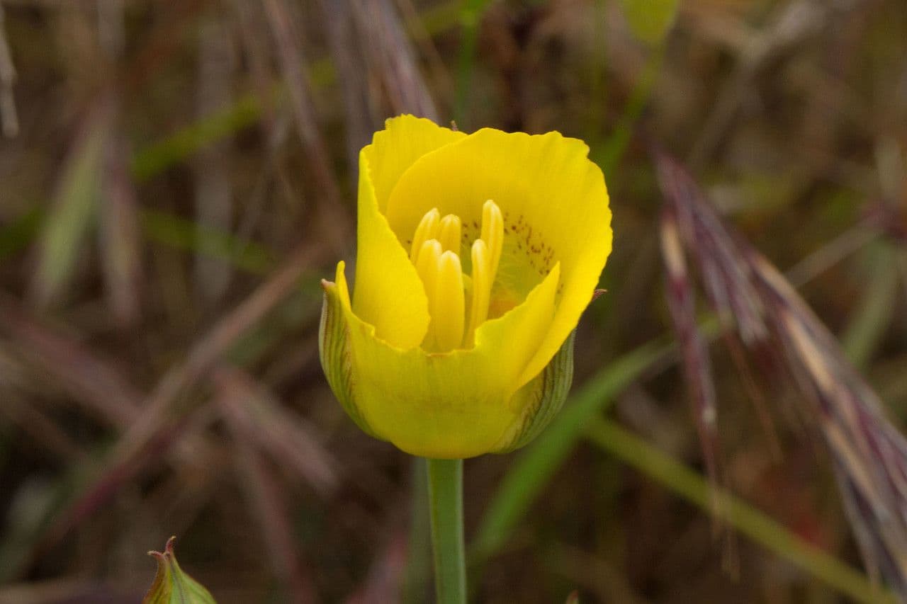 Calochortus luteus 7
