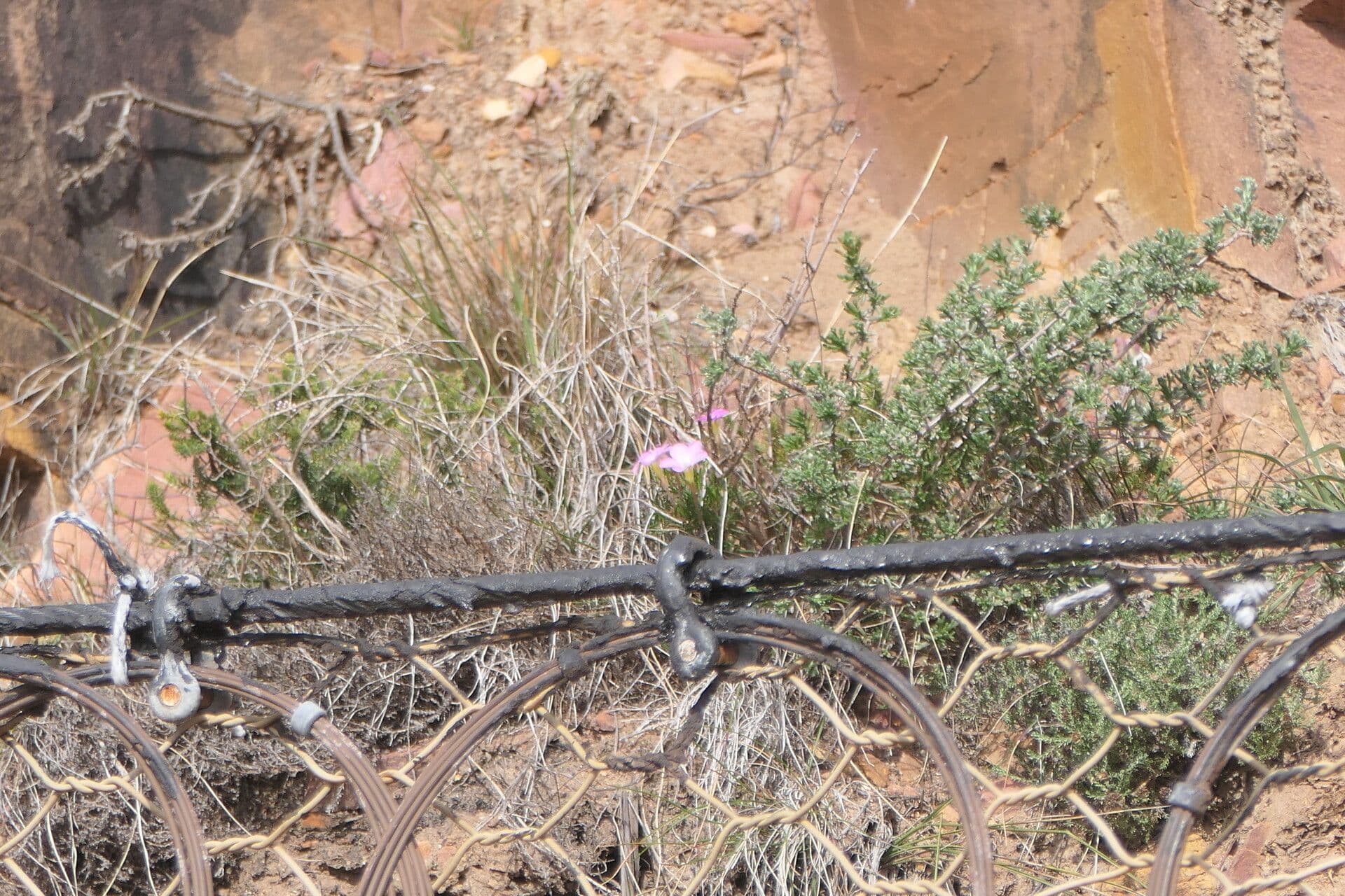 Acetosa 2