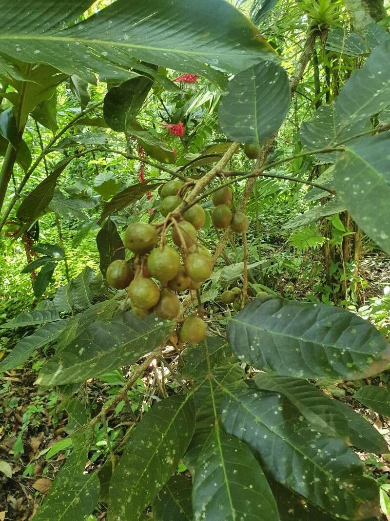 Trichilia martiana 4