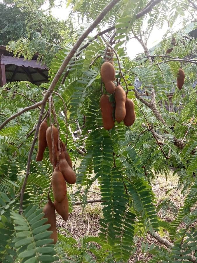 Tamarinde 2