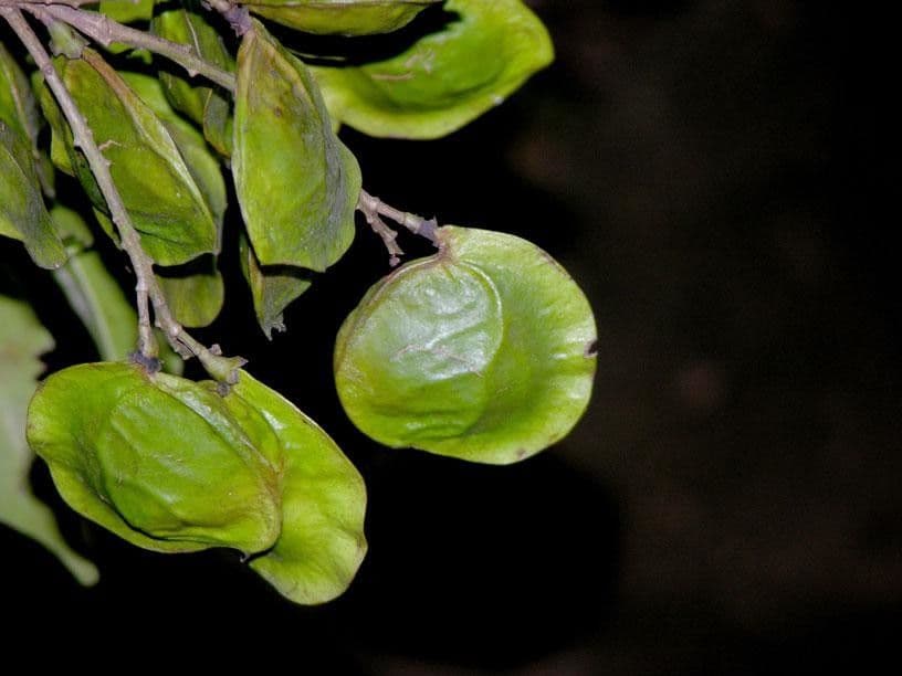 Pterocarpus 2