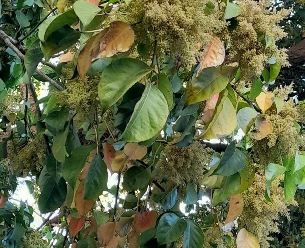 Bischofia javanica 14