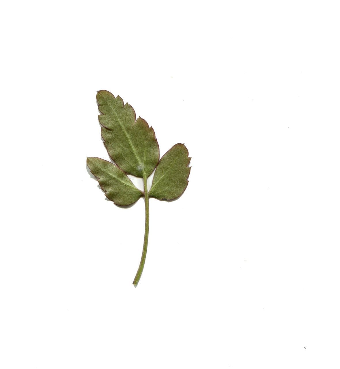 Clematis cirrhosa 28