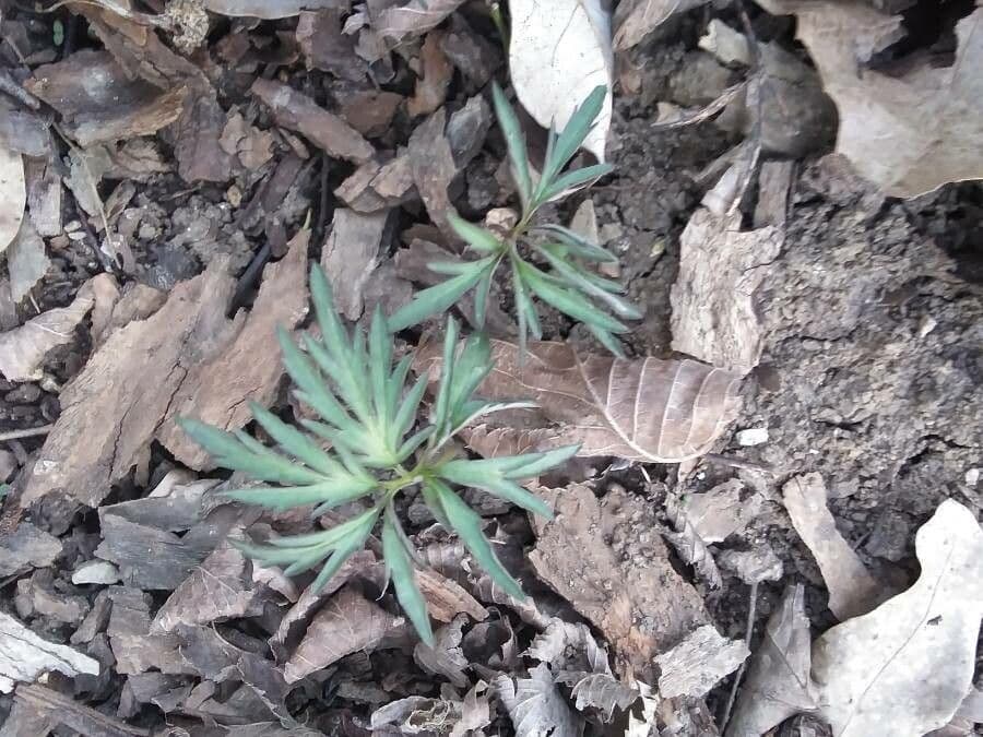 Dentaria concatenata 8