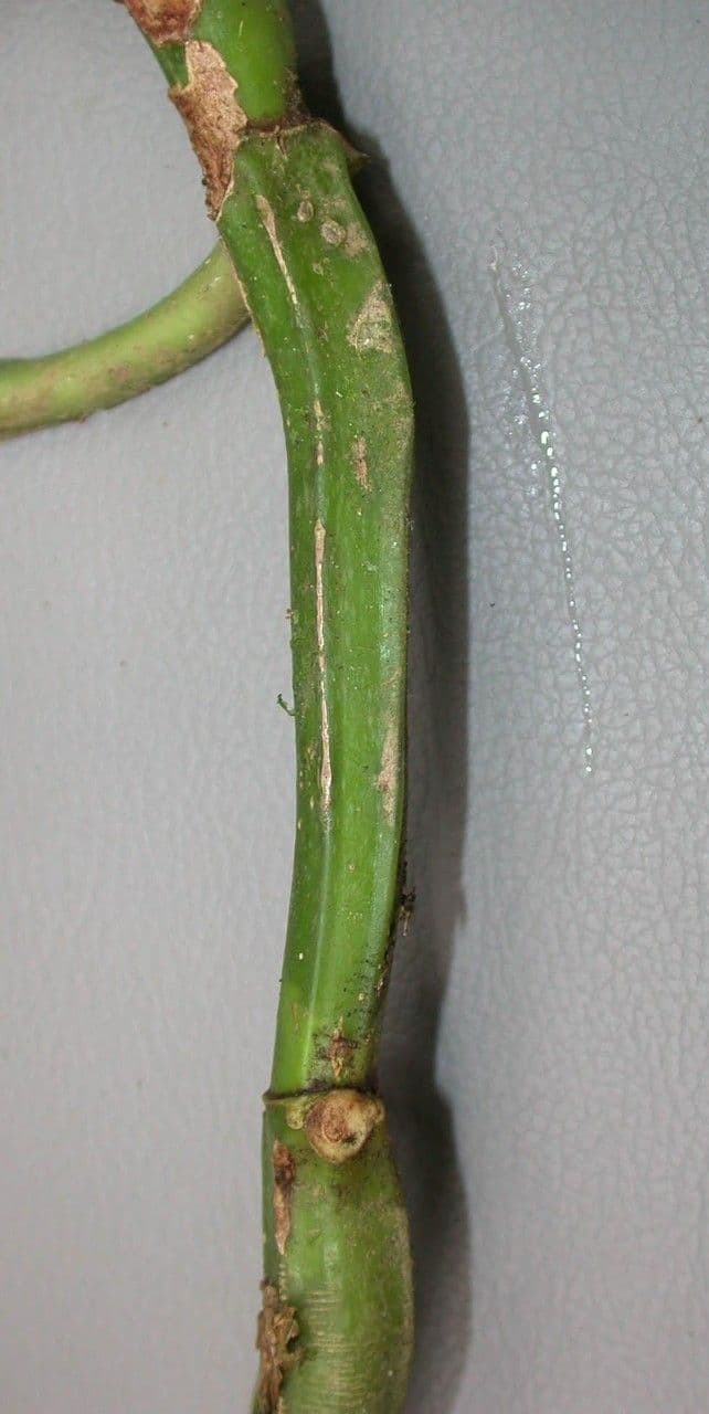 Große Psychotria 25