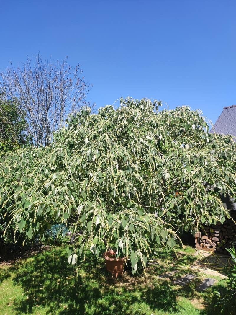 Candleberry-tree 11