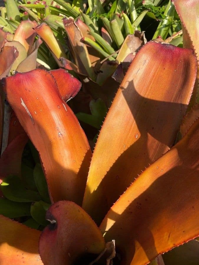 Guzmania 16