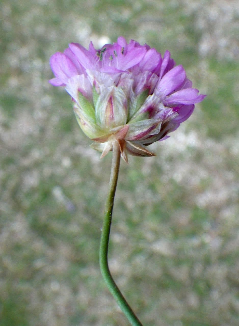 Balia 5