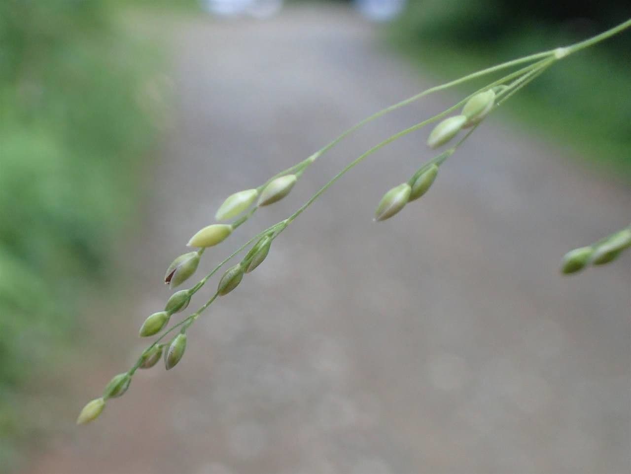 Flattergras 2
