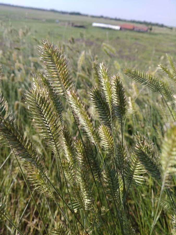Gramigna crestata 8