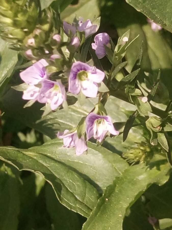 Veronica acquatica 3