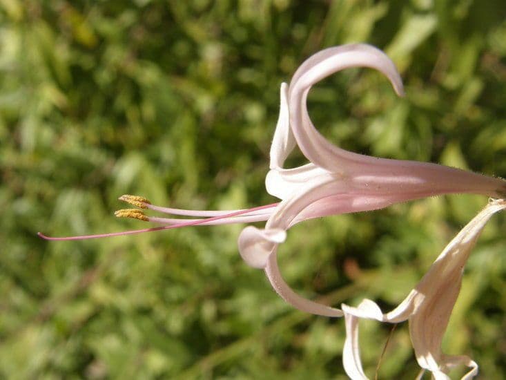 Anisacanthus