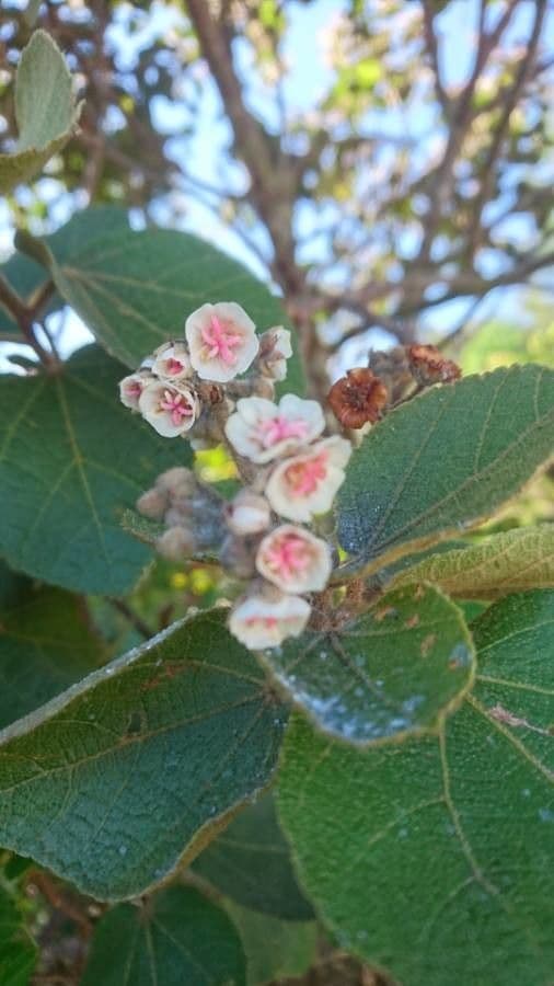 Feigenblättrige Dombeya 2