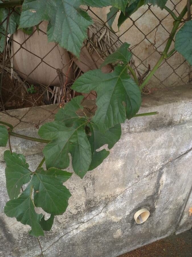 Cissus sulcicaulis 9