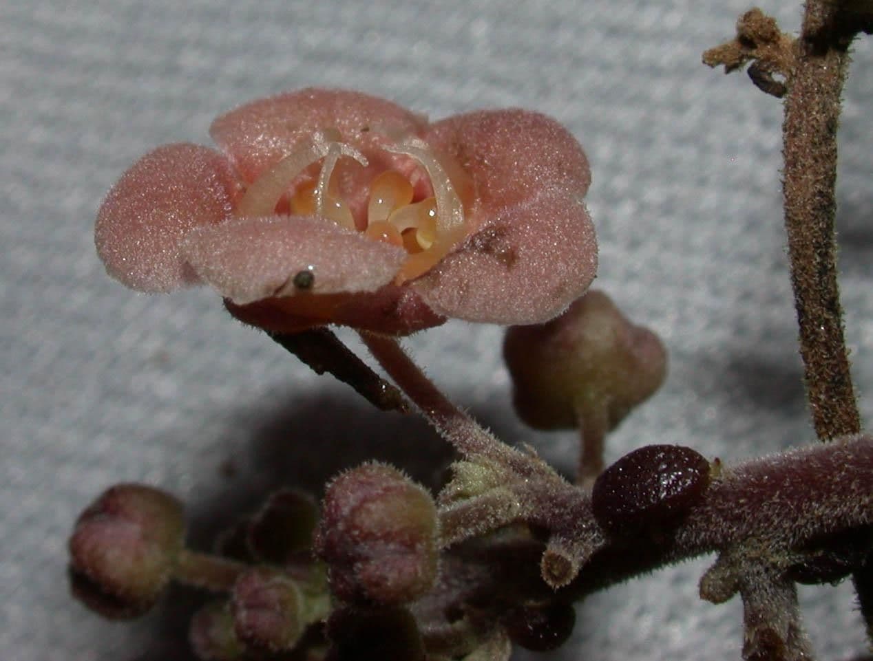 Fevillea cordifolia 9